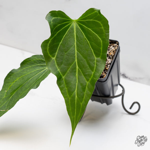 Anthurium 'Delta Force' (wk51-R)