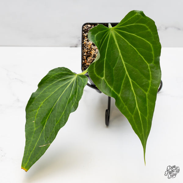 Anthurium 'Delta Force' (wk51-R)