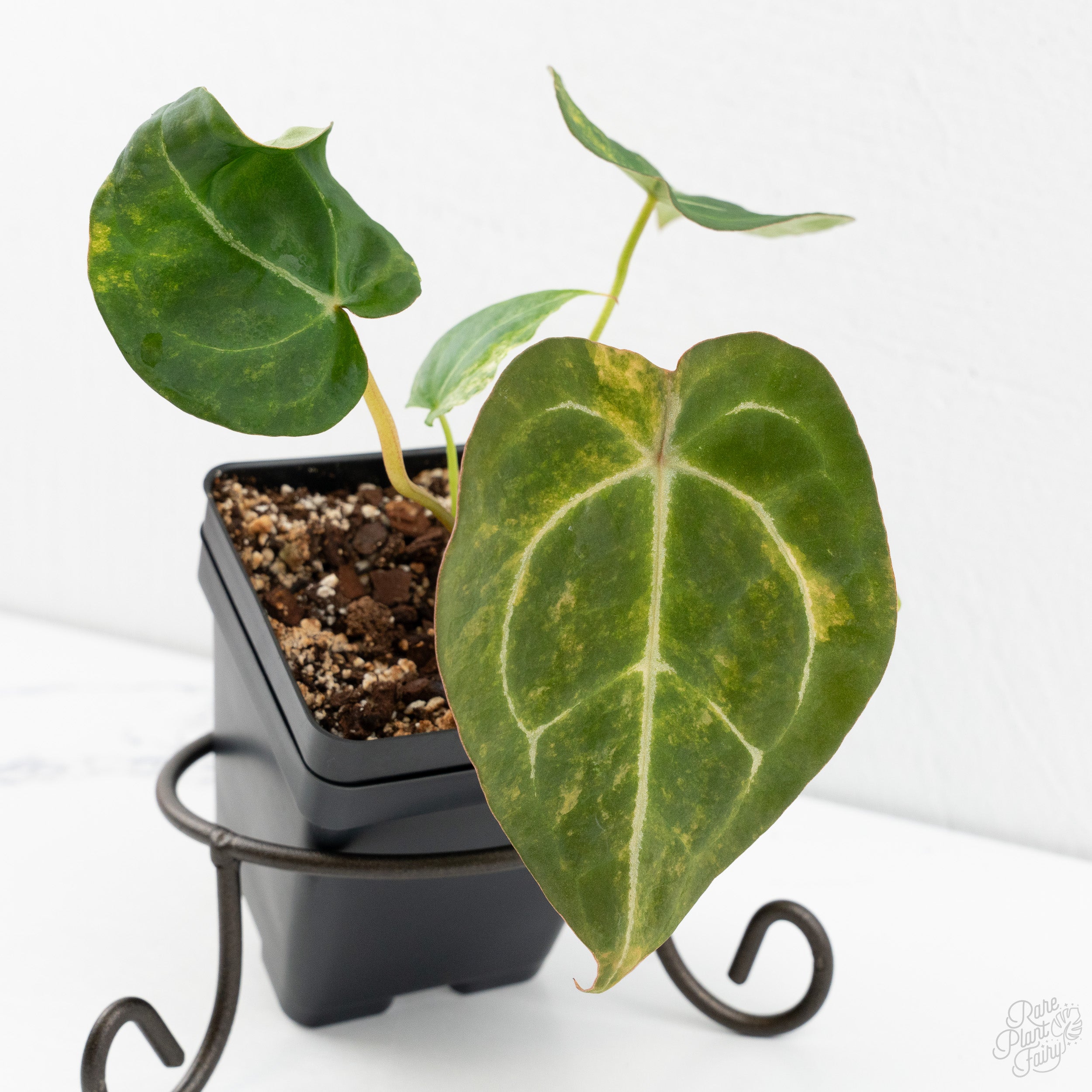 Anthurium 'Forgetii' variegated (wk9-UV) – Rare Plant Fairy