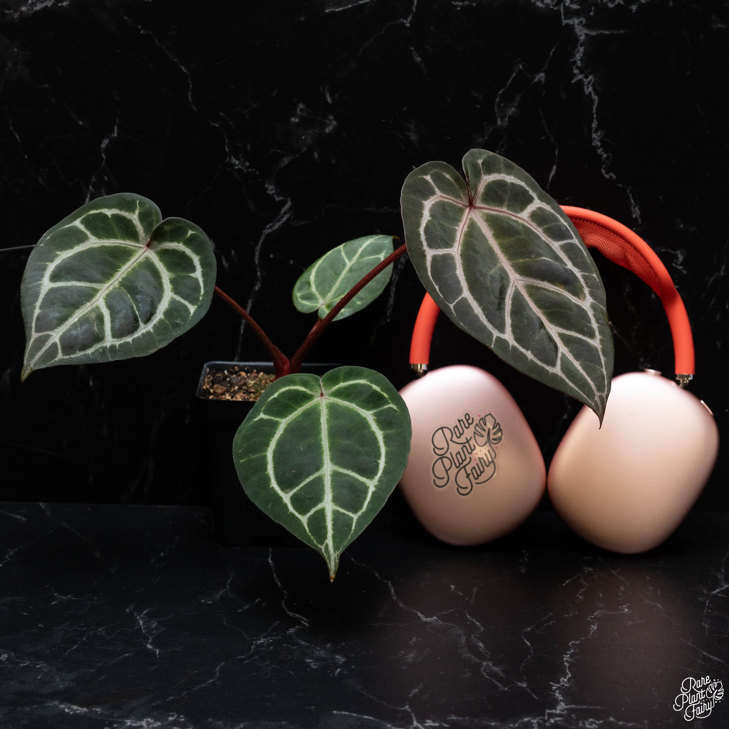 Anthurium Orange '26' x DocBlock Red Crystal '12' by DocBlock