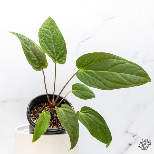 Anthurium 'Tropiflora Delta' x Antolakii (Formerly BVEP) (wk46-Q)