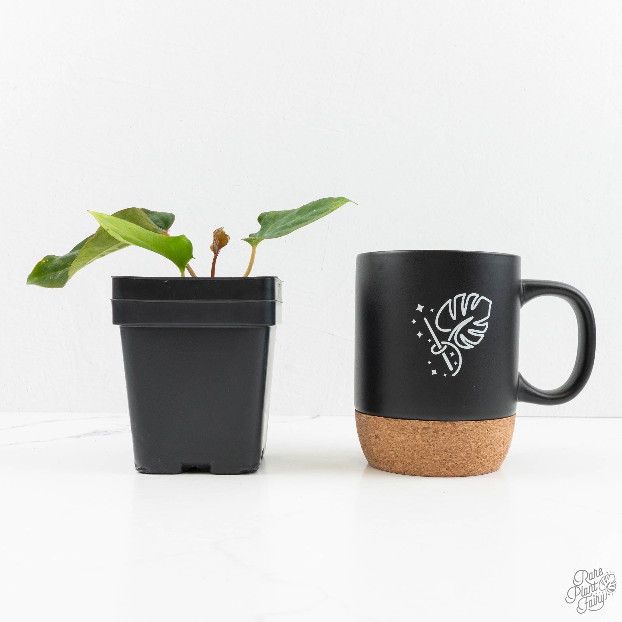 Anthurium 'Wuhoo's First Night' x Antolakii (formerly BVEP) (wk16