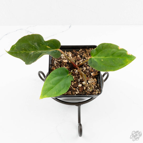 Anthurium 'Wuhoo's First Night' x Antolakii (formerly BVEP) (wk16