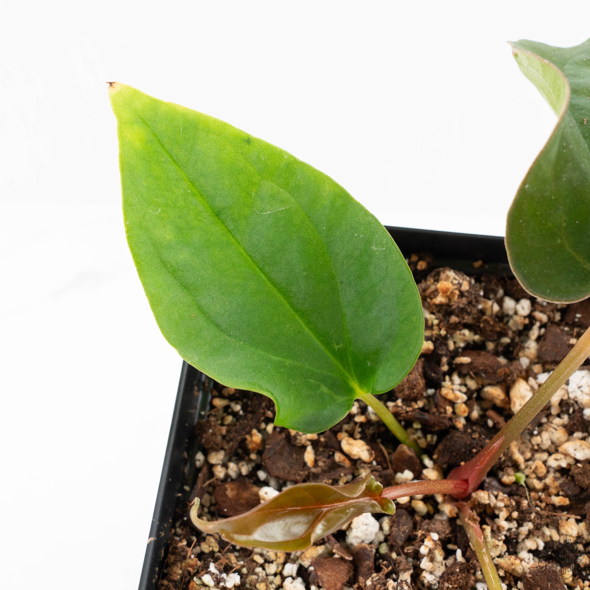 Anthurium 'Wuhoo's First Night' x Antolakii (formerly BVEP) (wk16