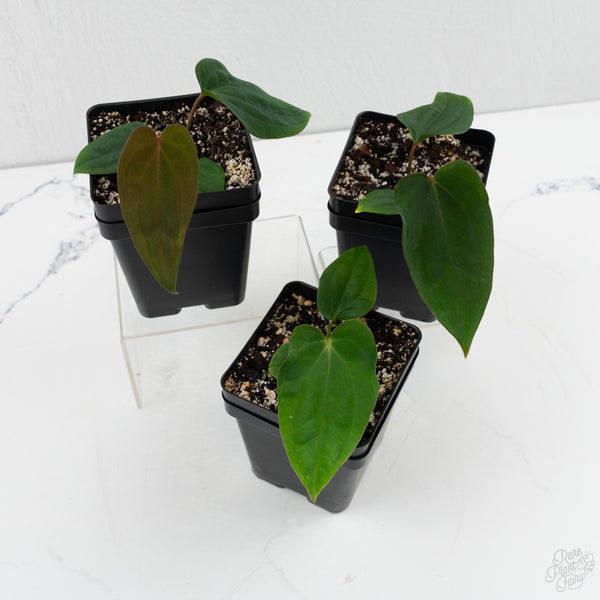 Anthurium 'Wuhoo's First Night' x Antolakii (formerly BVEP)  *Grower’s Choice*