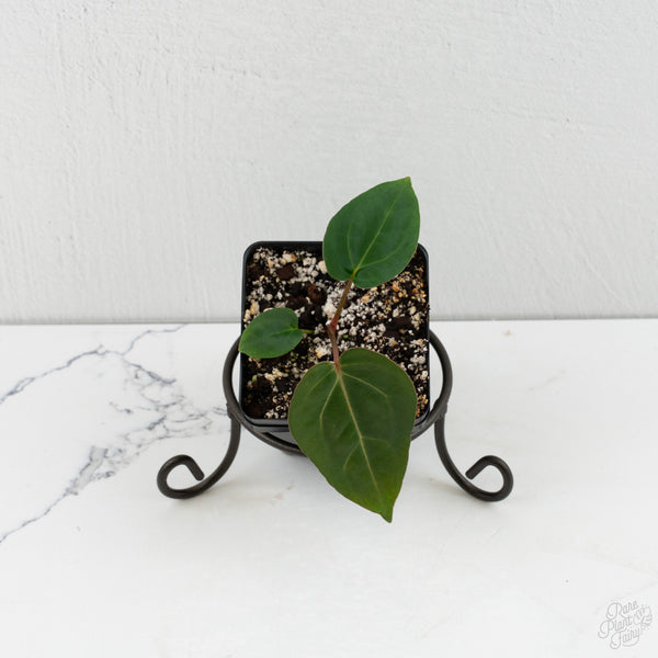Anthurium 'Wuhoo's First Night' x Carlablackiae *Grower‚Äôs Choice