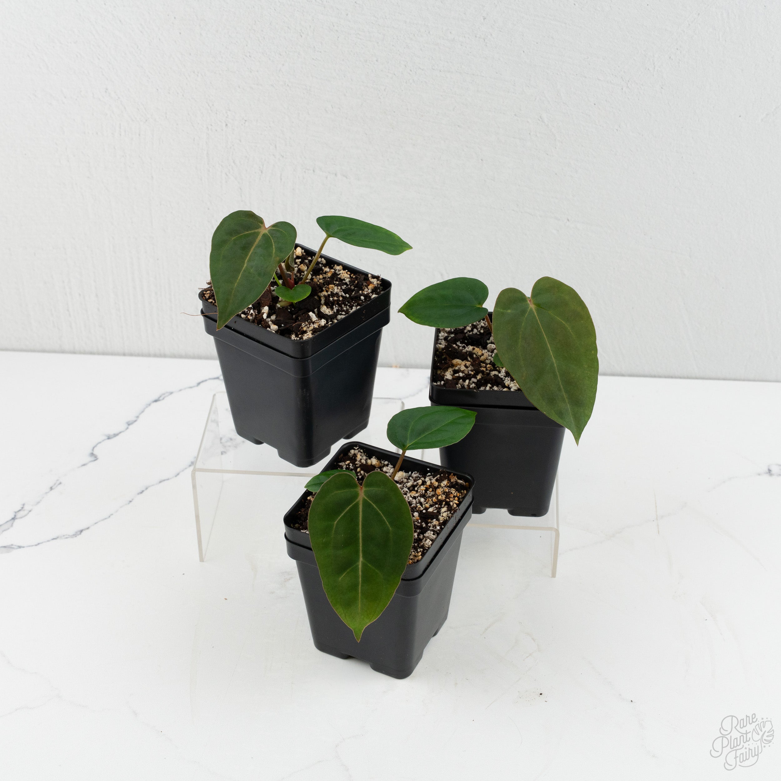 anthurium kozohara Anthurium 'Wuhoo's First Night' x Carlablackiae *Grower’s Choice*