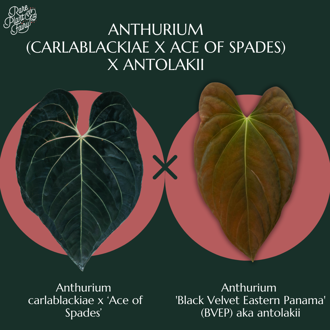 Anthurium (carlablackiae x Ace of Spades) x antolakii (previously Anthurium (carlablackiae x Ace of Spades) x antolakii (previously