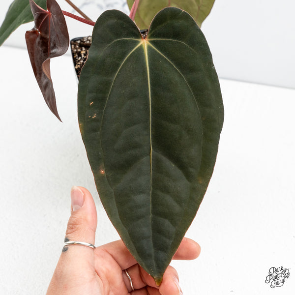 Anthurium (Carlablackiae x Ace of Spades) x Antolakii (Previously BVEP) (wk48-E)