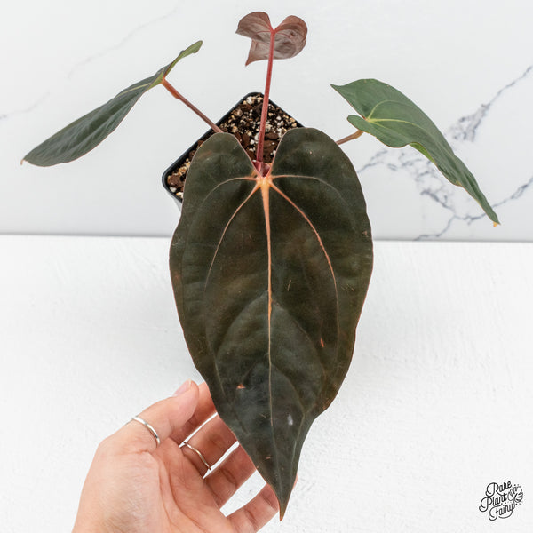 Anthurium (Carlablackiae x Ace of Spades) x Antolakii (Previously BVEP) (wk48-E)