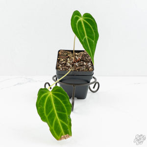 Anthurium Besseae (True Form) (wk18-UD)