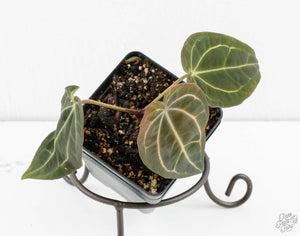 Anthurium Black Widow '43' x Zara '14' by DocBlock® (wk13-V)