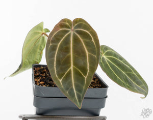 Anthurium Black Widow '43' x Zara '14' by DocBlock® (wk13-V)