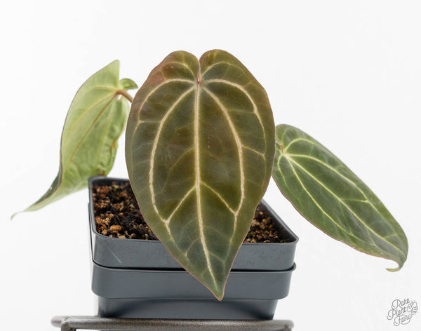 Anthurium Black Widow '43' x Zara '14' by DocBlock® (wk13-V