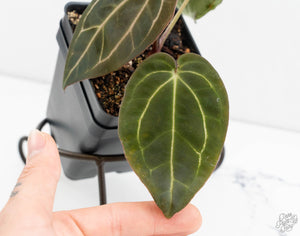 Anthurium Black Widow '43' x Zara '14' by DocBlock® (wk13-V)