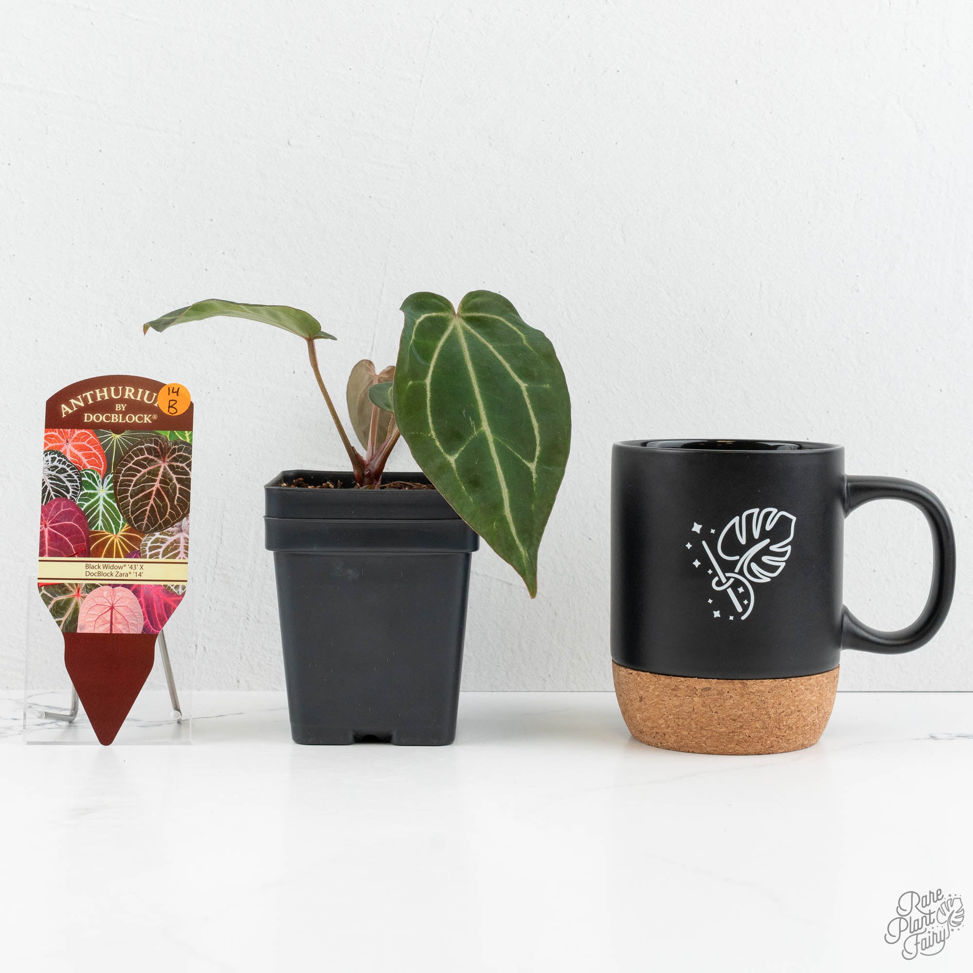Anthurium Black Widow '43' x Zara '14' by DocBlock® (wk14-B