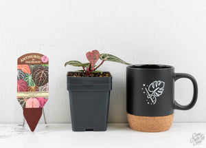 Anthurium Crystal Red '12' x Michelle '1' by DocBlock® (wk13-T)