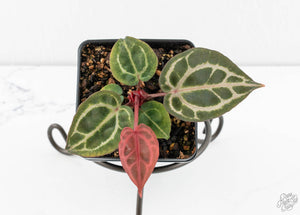 Anthurium Crystal Red '12' x Michelle '1' by DocBlock® (wk13-T)
