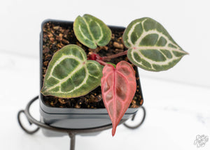 Anthurium Crystal Red '12' x Michelle '1' by DocBlock® (wk13-T)