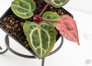 Anthurium Crystal Red '12' x Michelle '1' by DocBlock® (wk13-T)