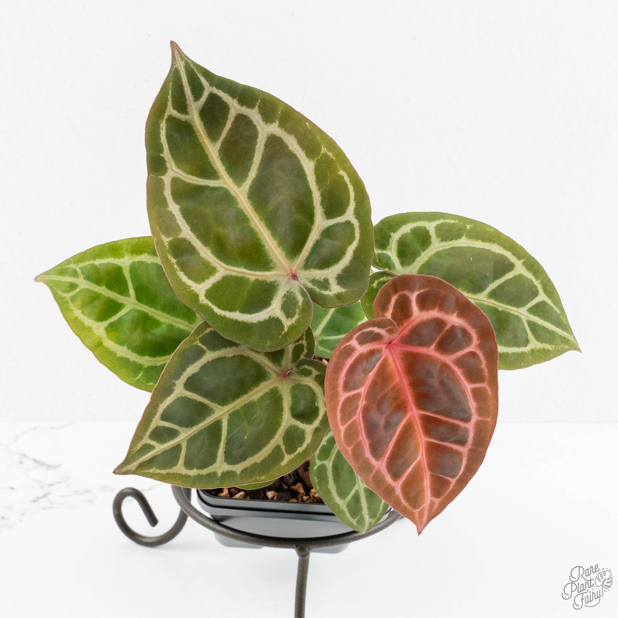 アグリップ VAR550 Anthurium Crystal Red '12' x Zara '14' by DocBlock® (wk14-Q