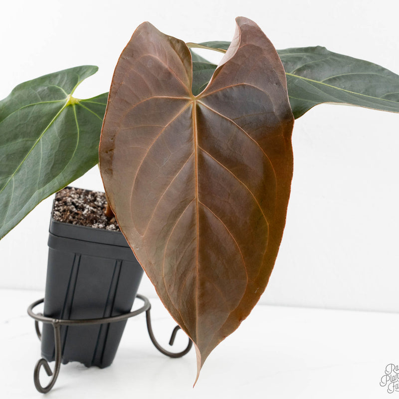 Anthurium Dark and Handsome '9' x Dark and Handsome '9' by DocBlock® (wk12-K)