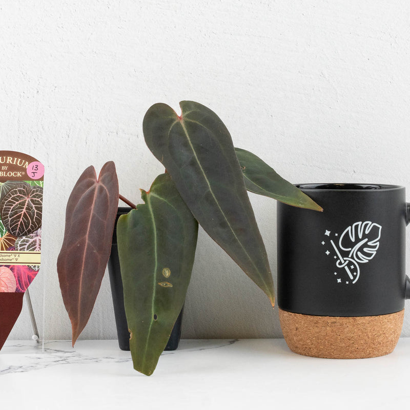 Anthurium Dark and Handsome '9' x Dark and Handsome '9' by DocBlock® (wk13-J)