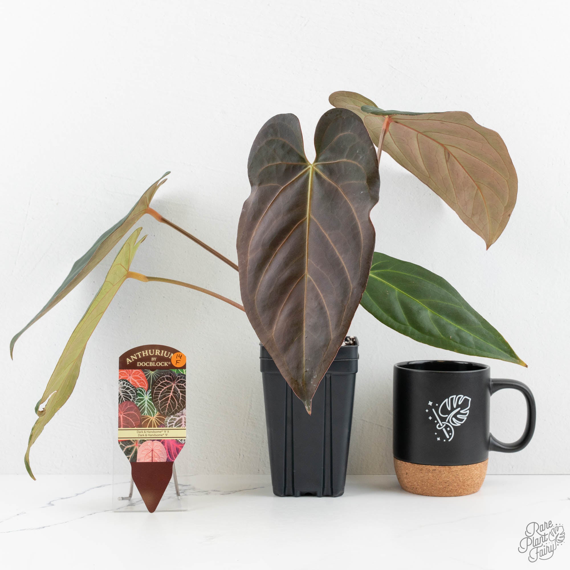 Anthurium Dark and Handsome '9' x Dark and Handsome '9' by