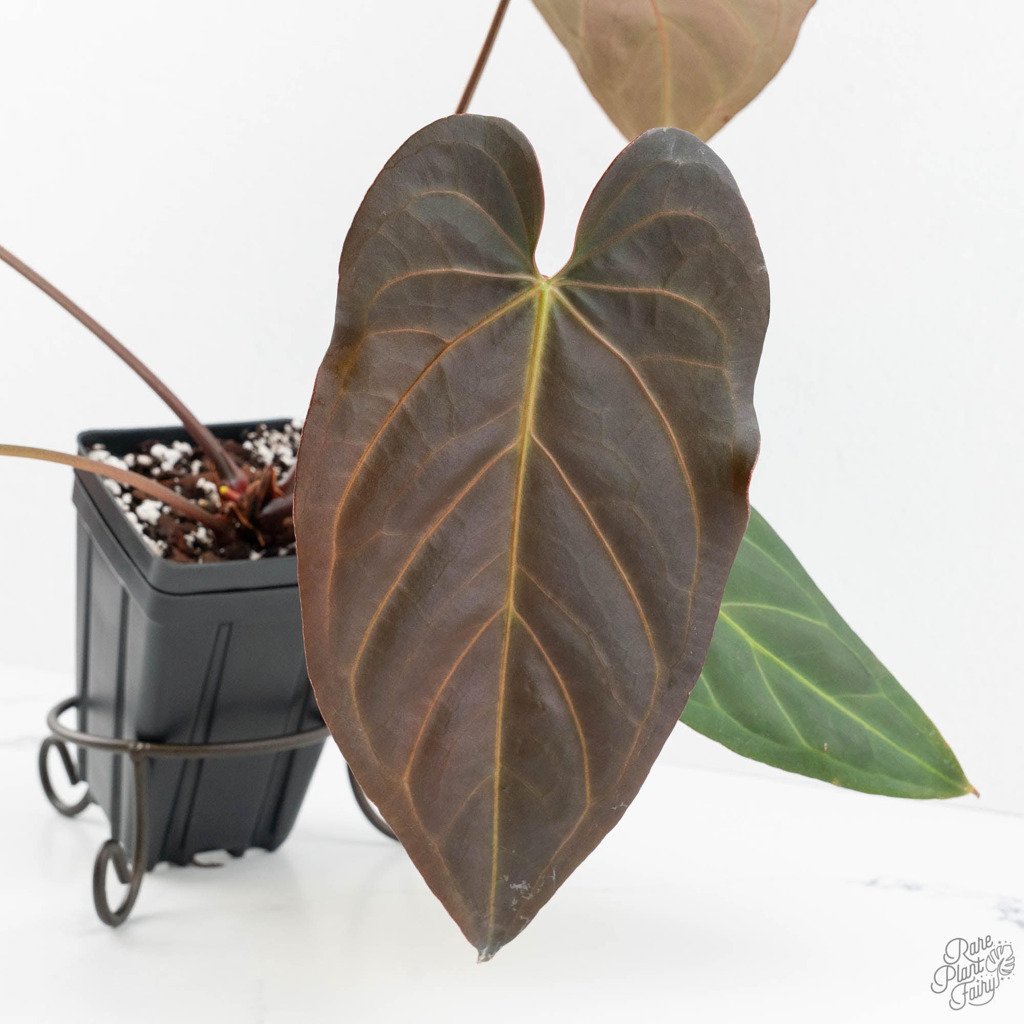 Anthurium Dark and Handsome '9' x Dark and Handsome '9' by