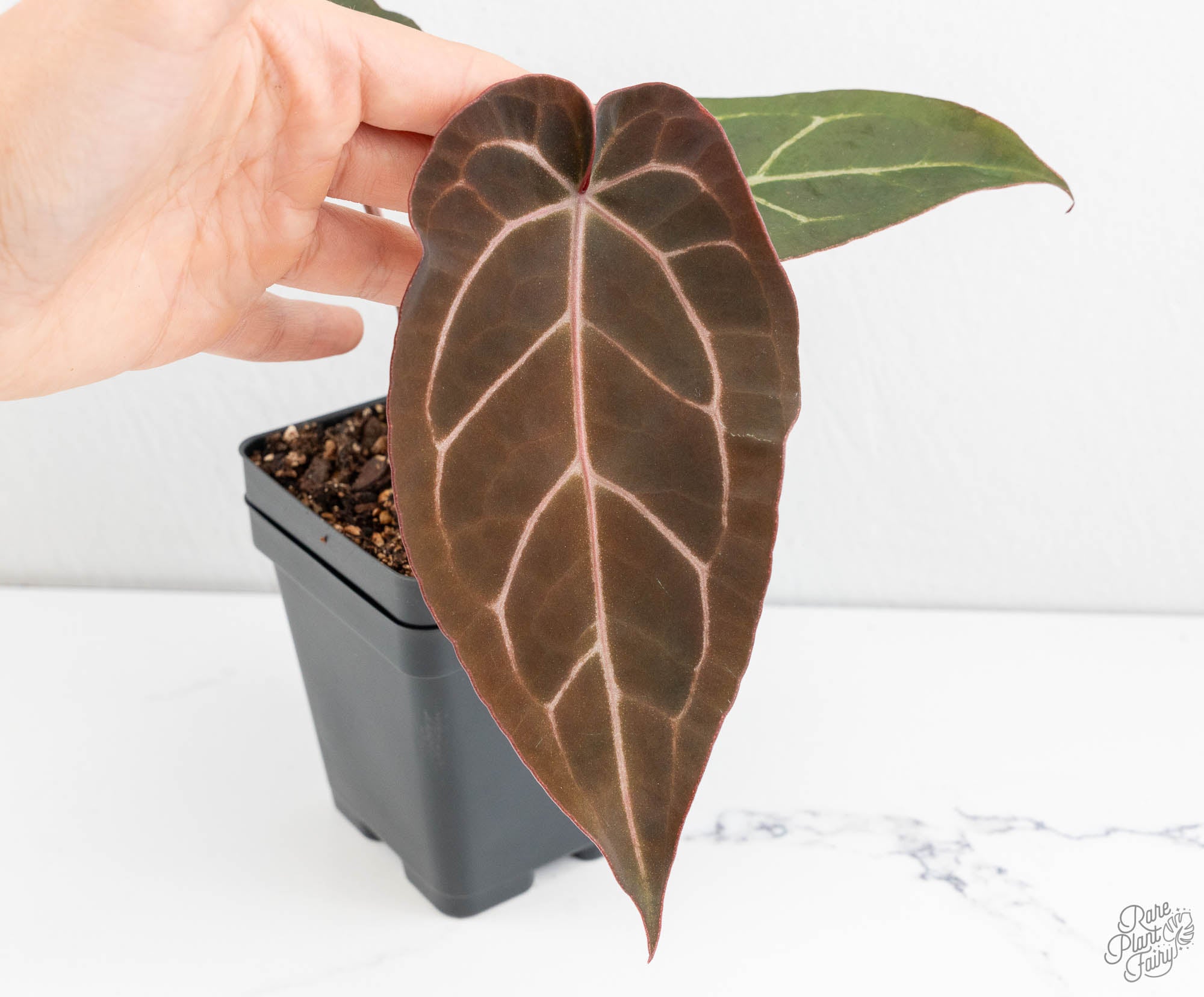 Anthurium Dark & Handsome '9' x Minerva '20' by DocBlock® (wk13-X