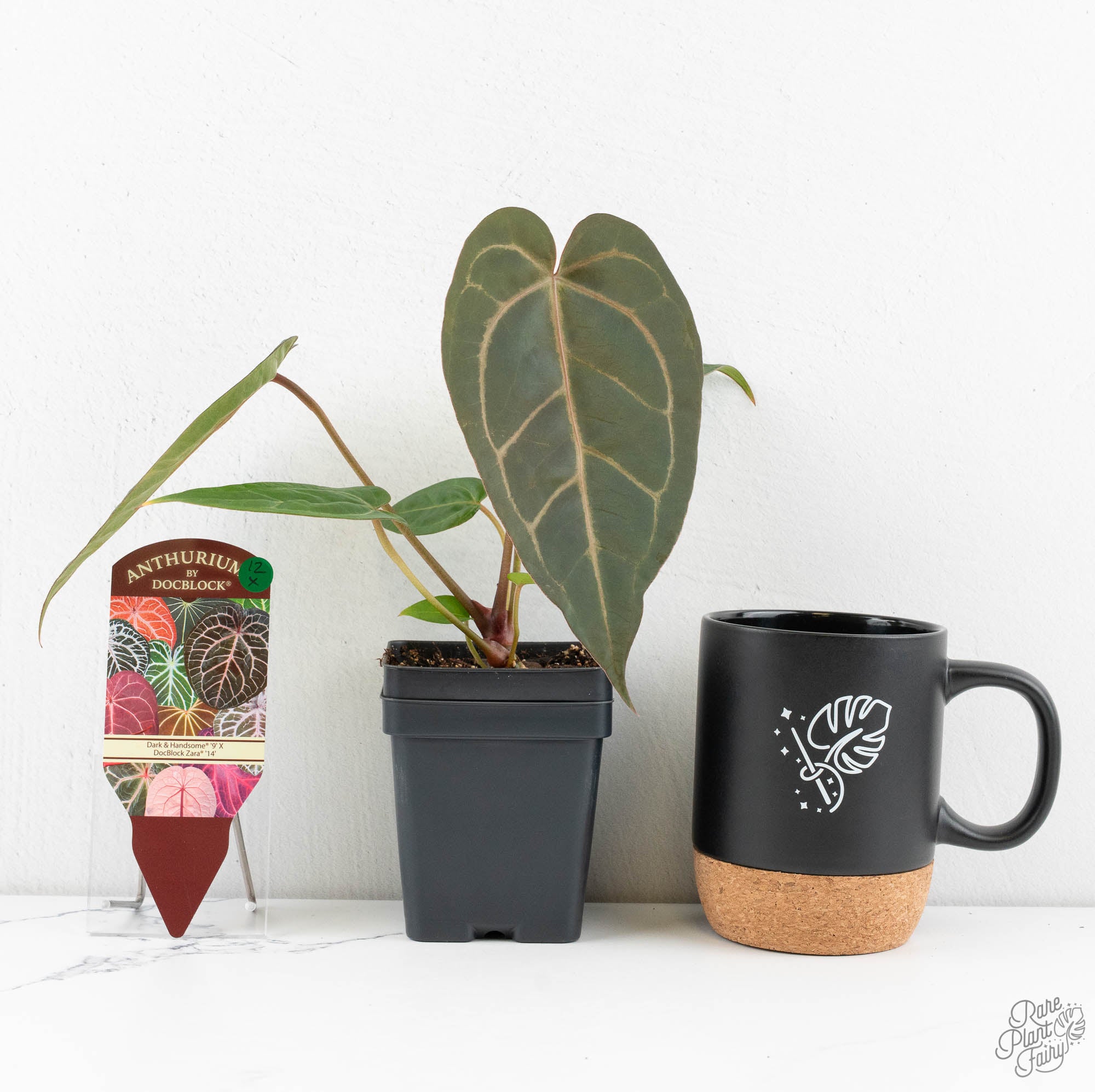 Anthurium Dark & Handsome '9' x Zara '14' by DocBlock® (wk12-X