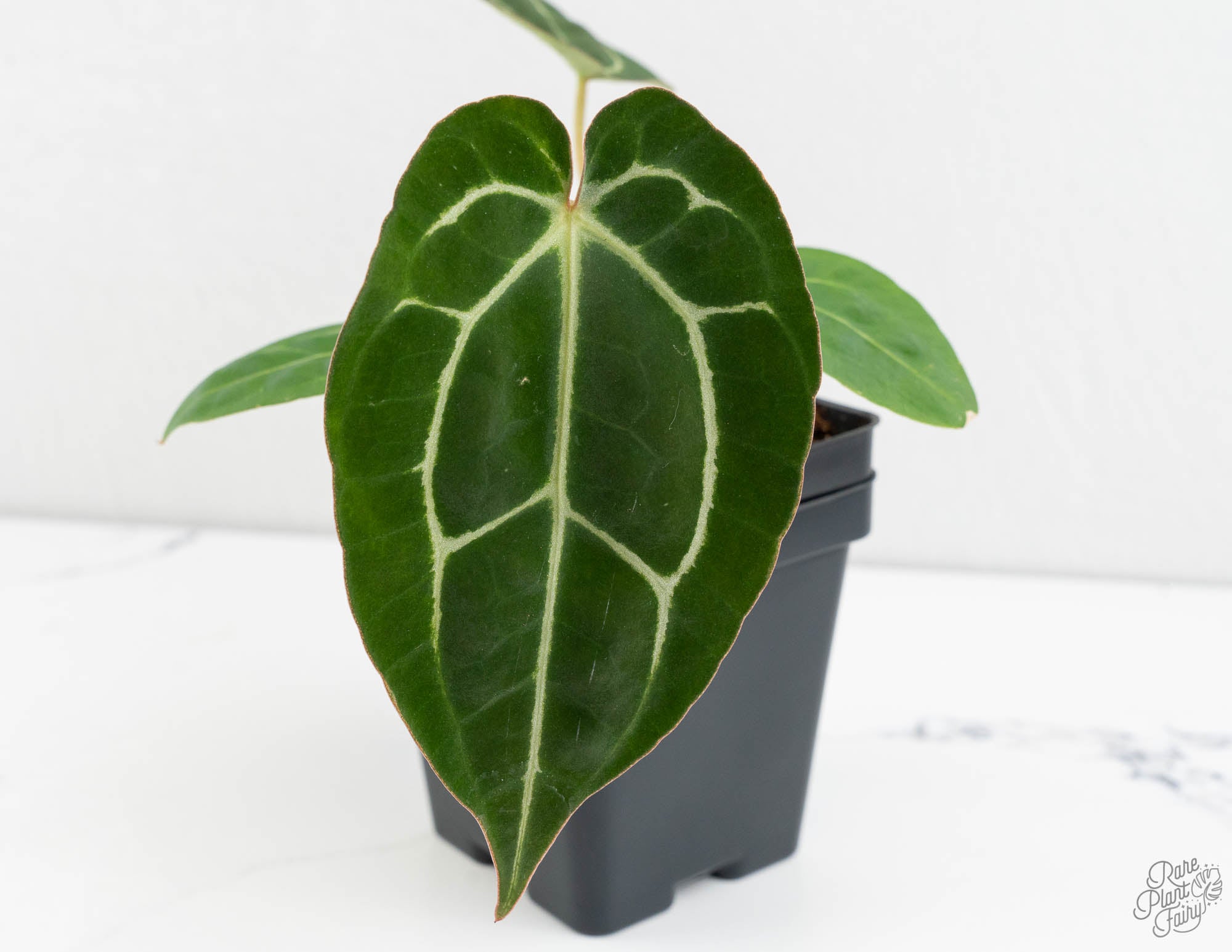 Anthurium 'Scarlet' docblock S1 スカーレット 公式通販