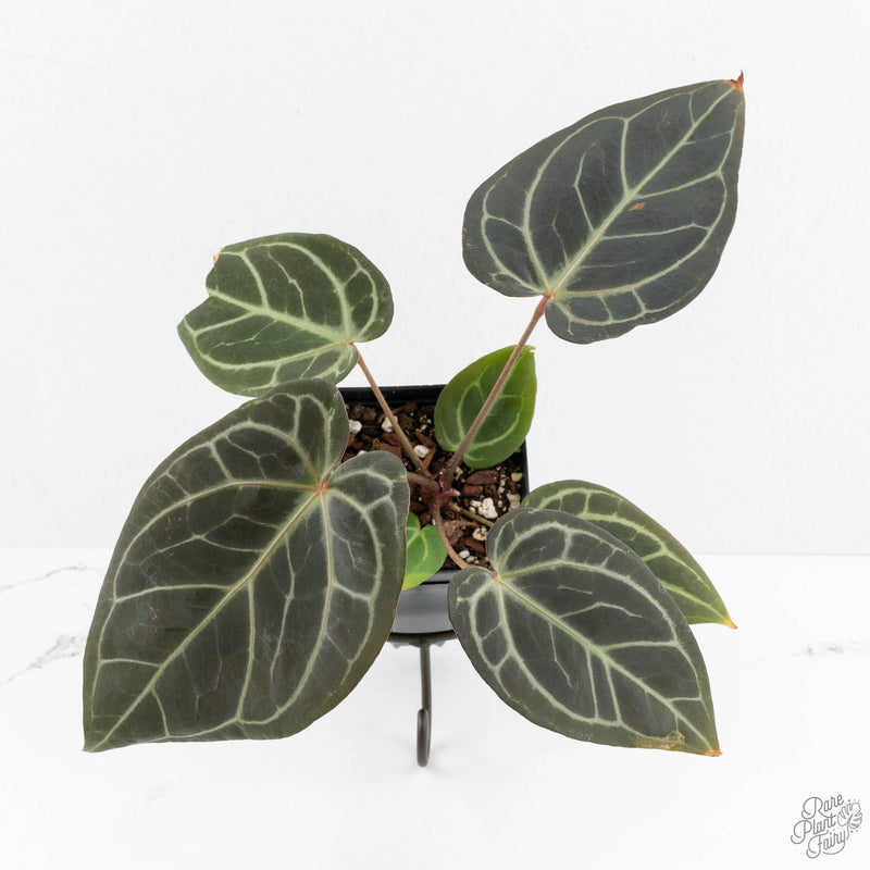 Anthurium Home, Sweet Home '32' x Dark & Handsome '9' by DocBlock® (wk14-Y)