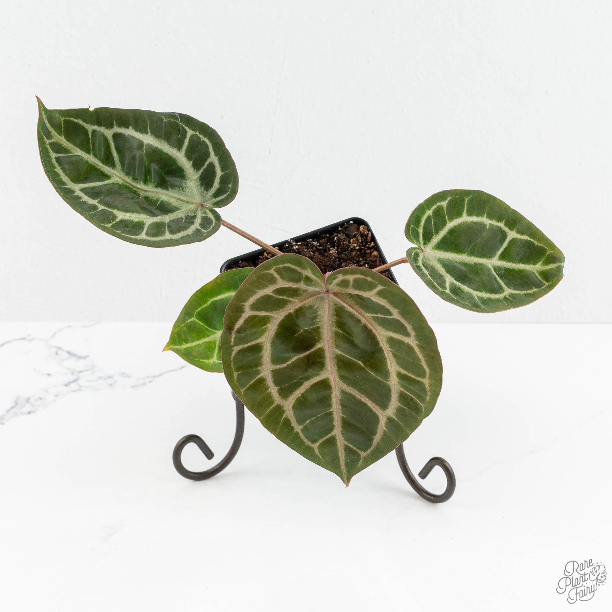Anthurium Michelle '10' x Home, Sweet Home '32' by DocBlock® (wk14