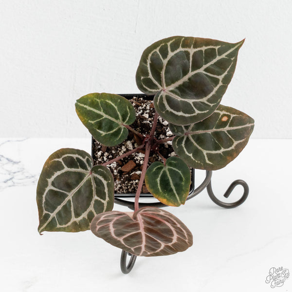 Anthurium Michelle '10' x Home, Sweet Home '32' by DocBlock® (wk14