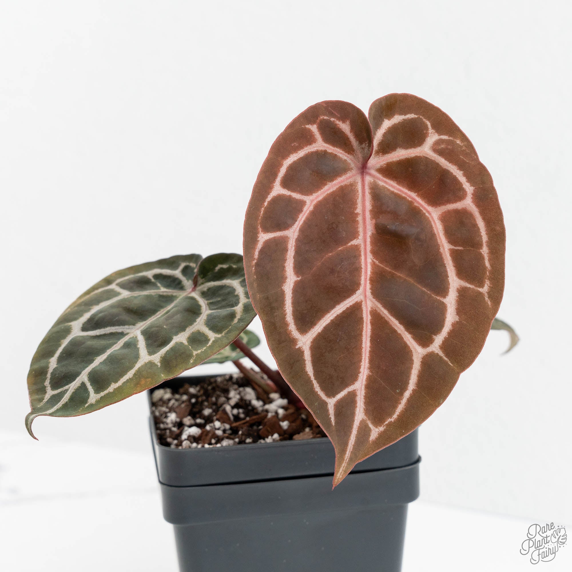 Anthurium Michelle '10' x Home, Sweet Home '32' by DocBlock® (wk14