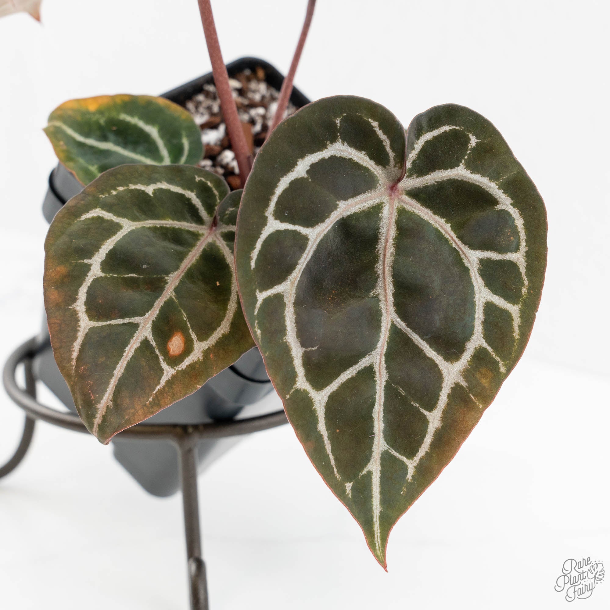 Anthurium Michelle '10' x Home, Sweet Home '32' by DocBlock® (wk14
