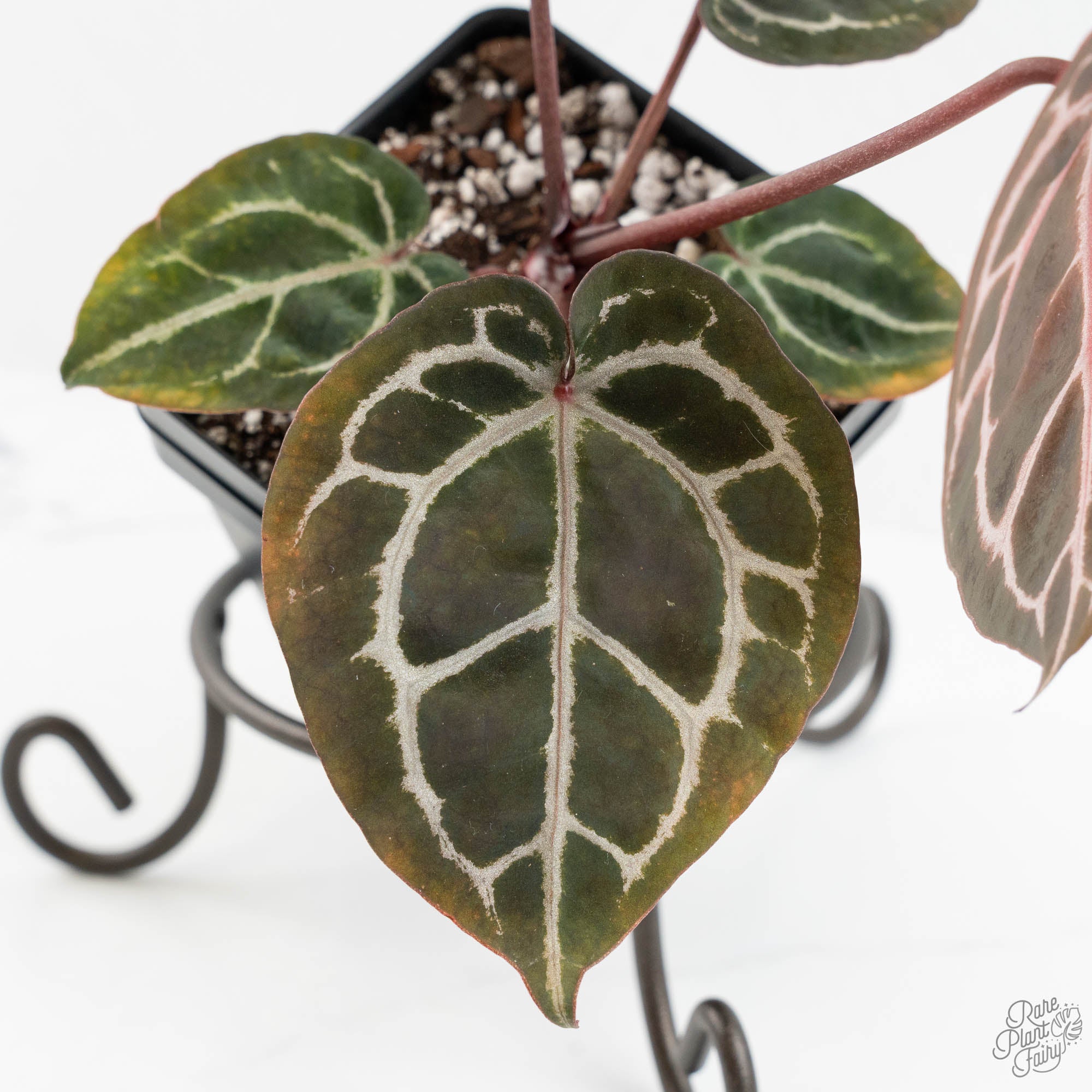 Anthurium Michelle '10' x Home, Sweet Home '32' by DocBlock® (wk14