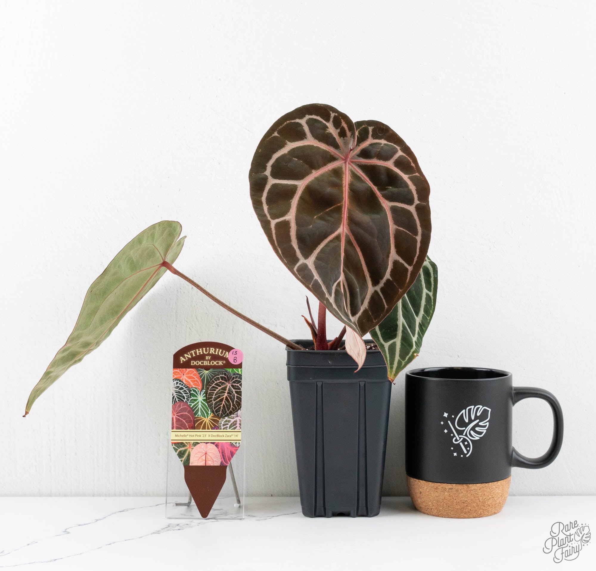 Anthurium Michelle Hot Pink '23' x Zara '14' by DocBlock® (wk13-B