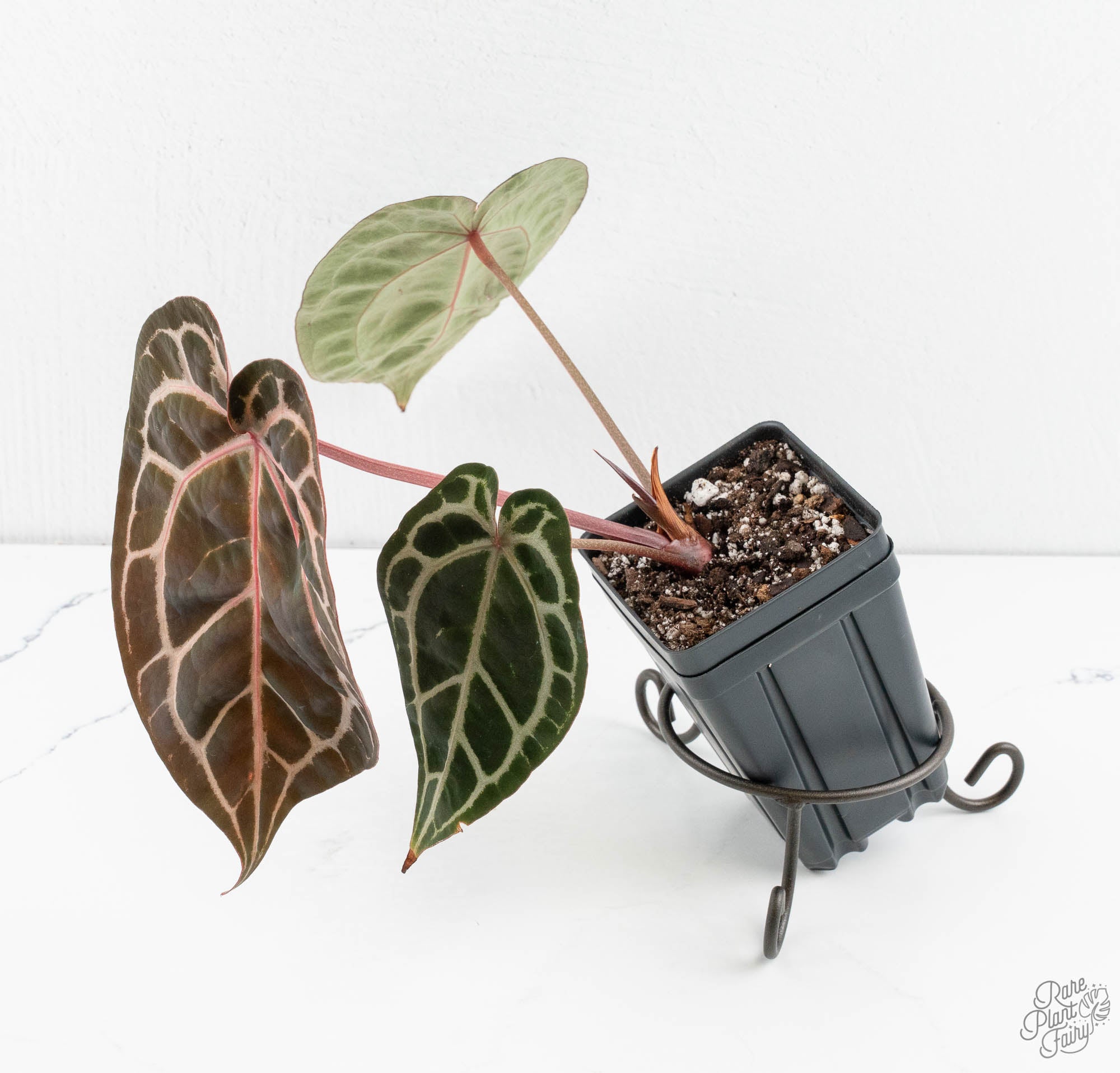 Anthurium Michelle Hot Pink '23' x Zara '14' by DocBlock® (wk13-B
