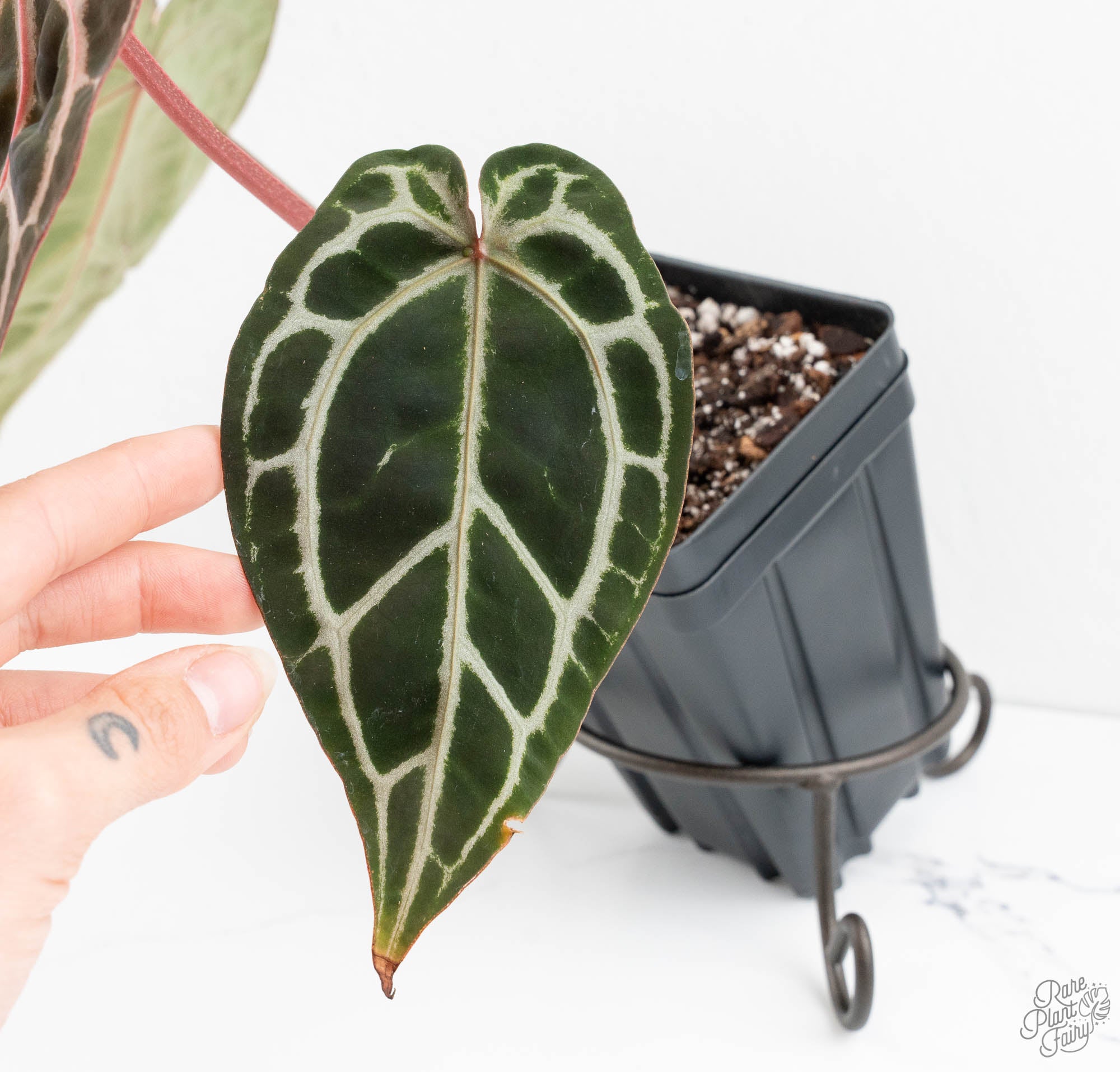 Anthurium Michelle Hot Pink '23' x Zara '14' by DocBlock® (wk13-B
