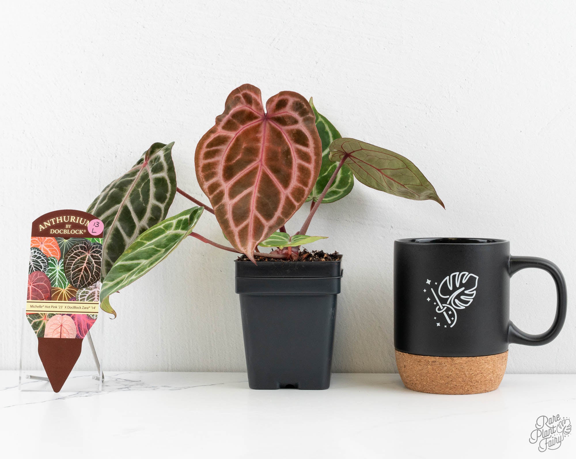 Anthurium Michelle Hot Pink '23' x Zara '14' by DocBlock® (wk13-L