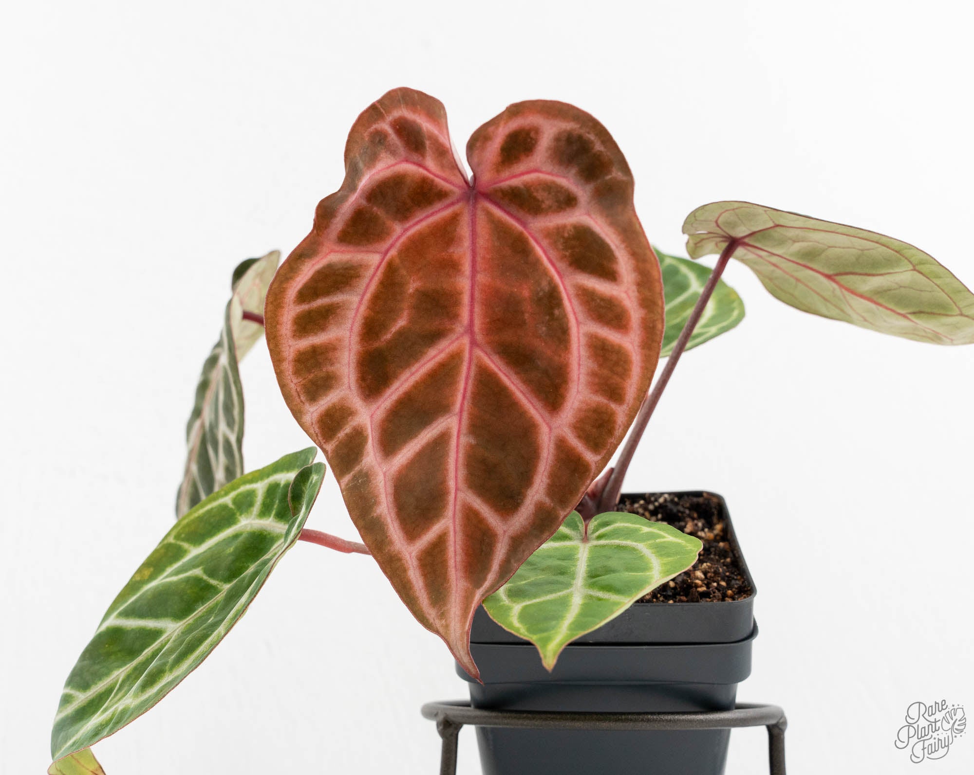 Anthurium – Page 2 – Rare Plant Fairy
