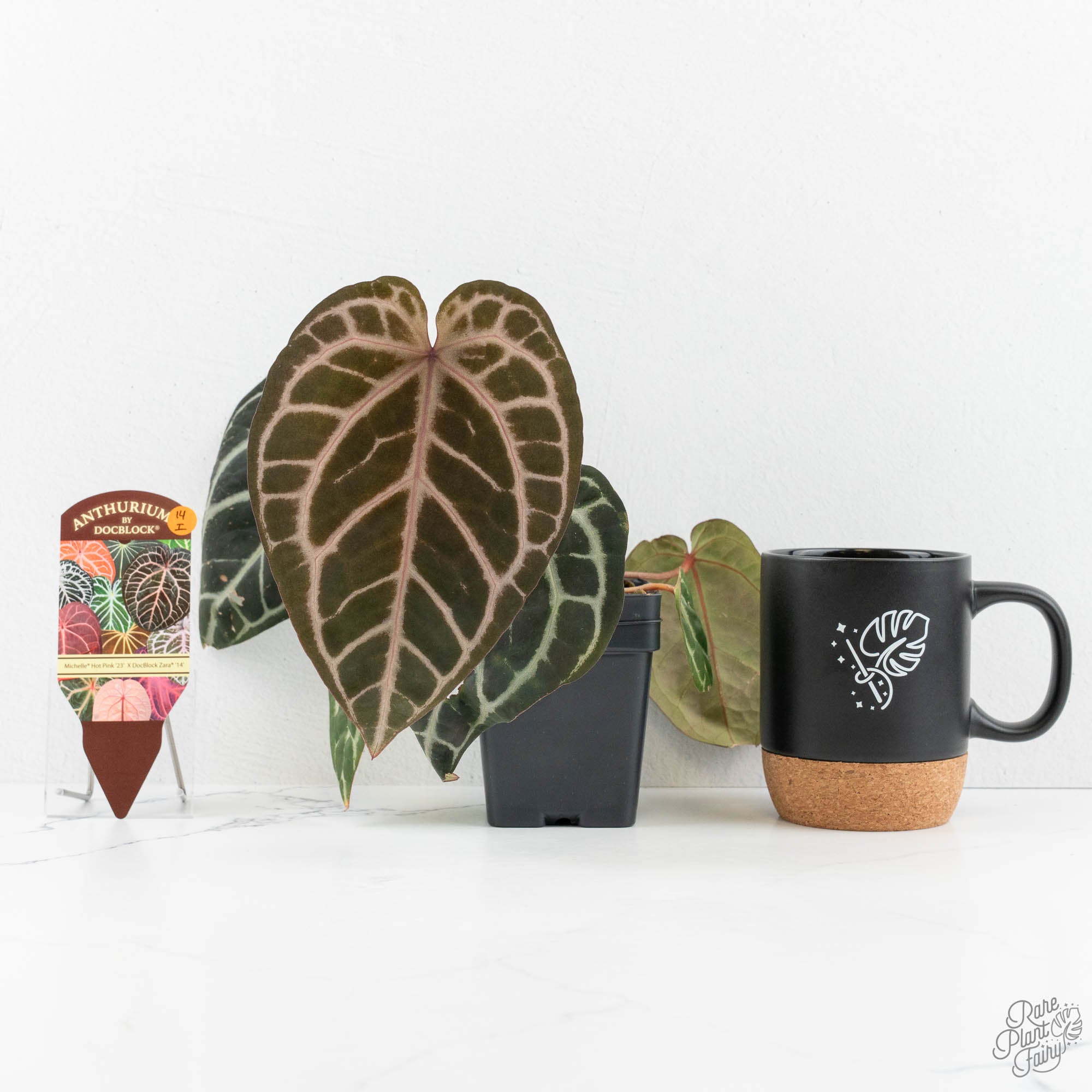 Anthurium Michelle Hot Pink '23' x Zara '14' by DocBlock® (wk14-I