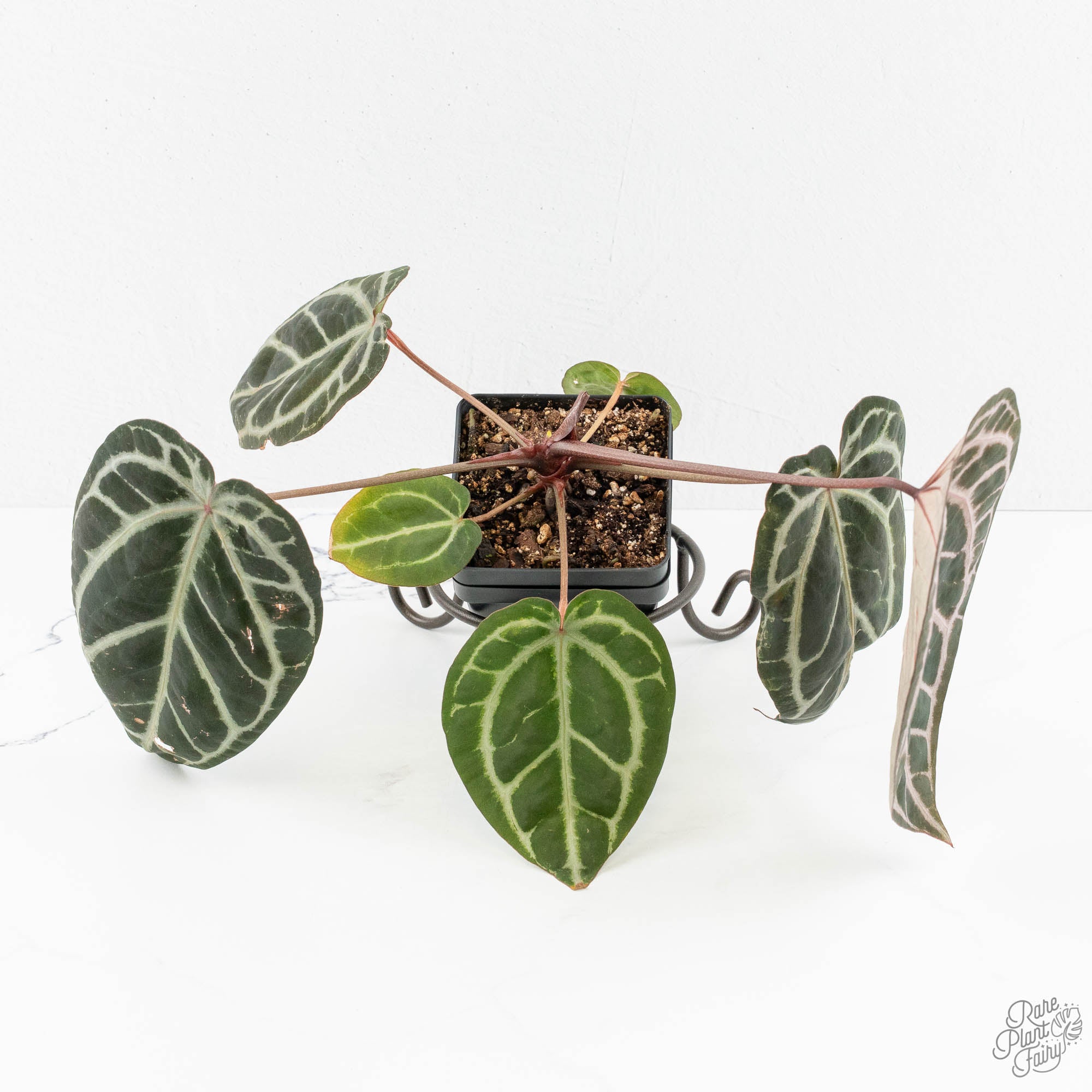超希少  黒壺 インディアローズ　フルーツソーサー13cm 4個 Anthurium Michelle Hot Pink '23' x Zara '14' by DocBlock® (wk14-I