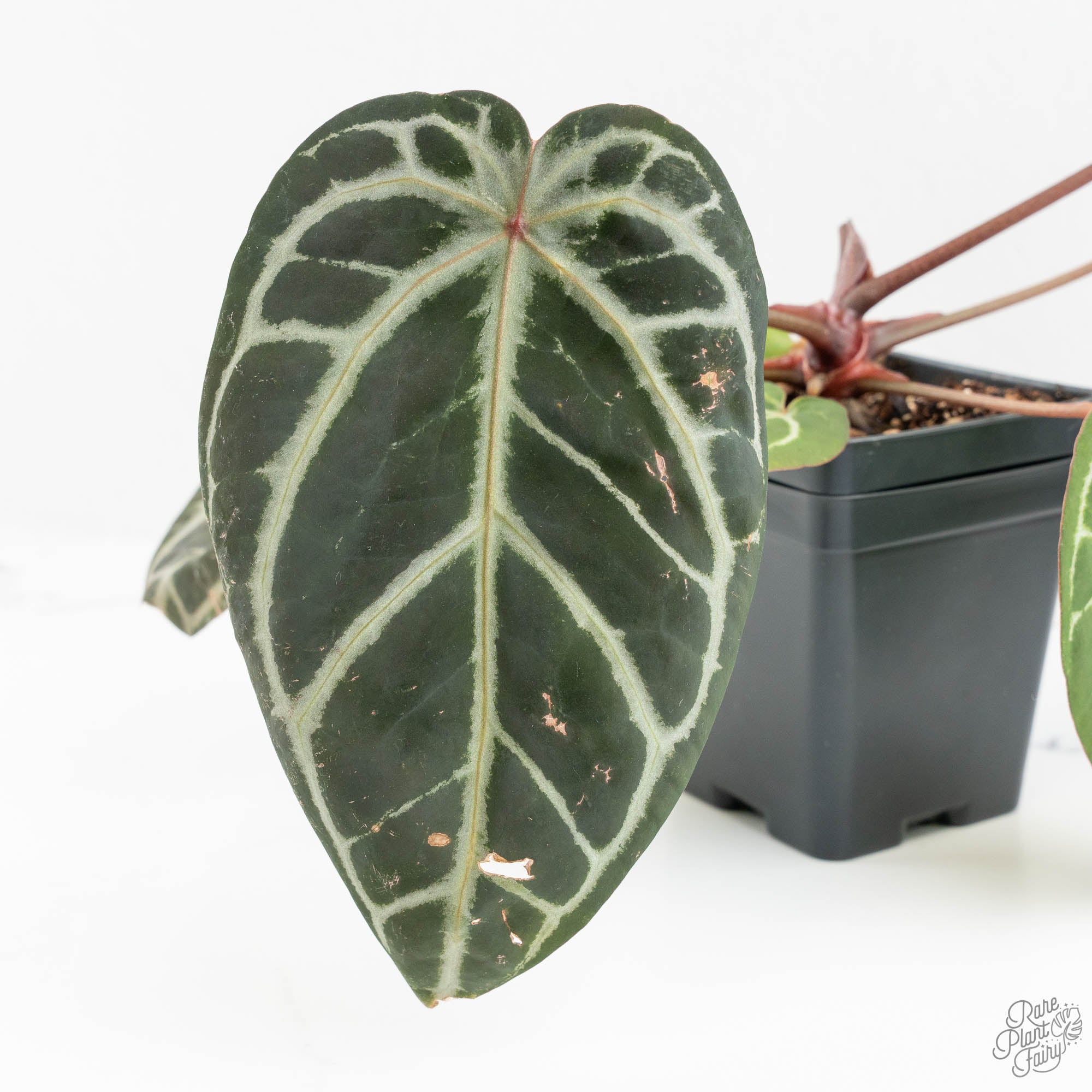 Anthurium Michelle Hot Pink '23' x Zara '14' by DocBlock® (wk14-I
