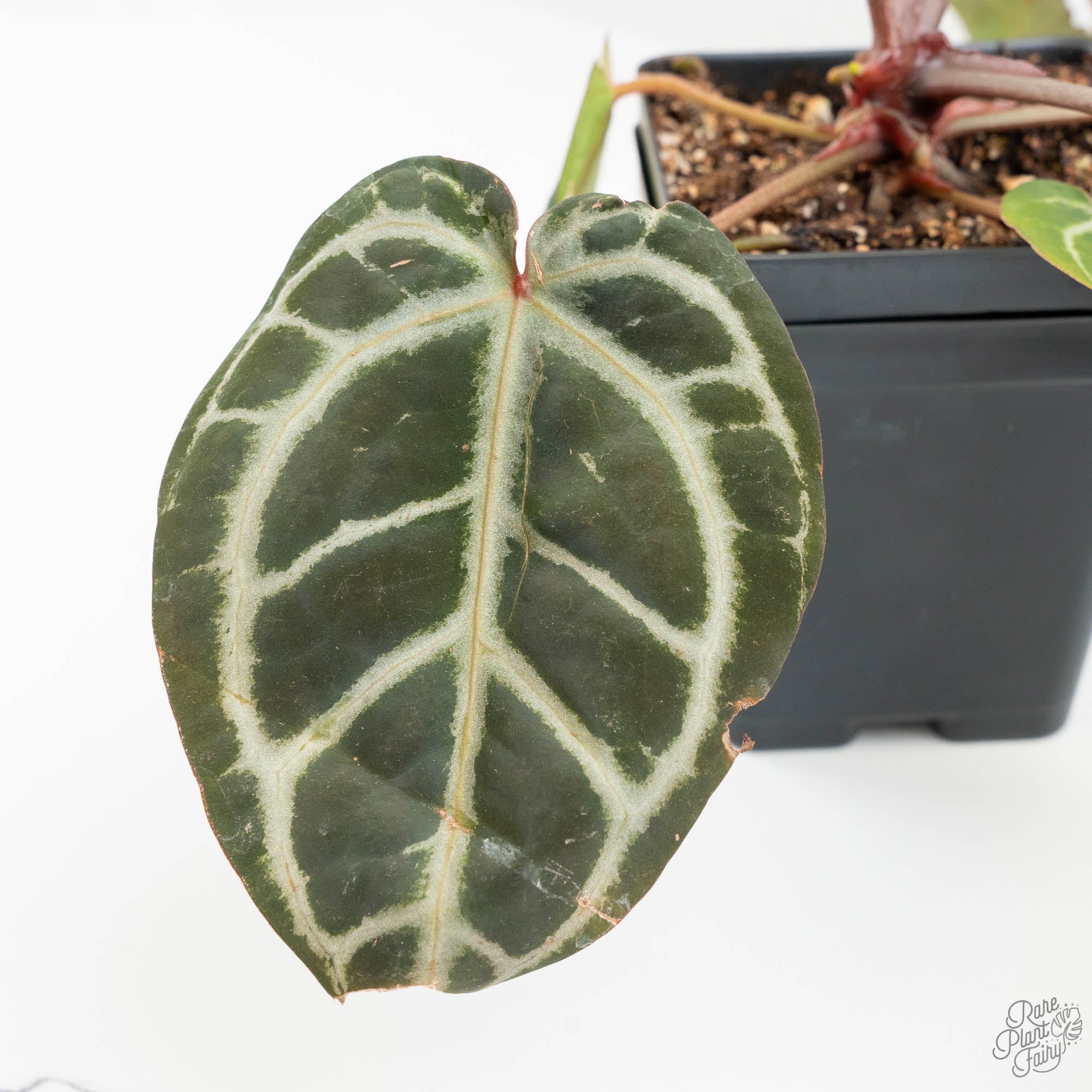 Anthurium Michelle Hot Pink '23' x Zara '14' by DocBlock® (wk14-I