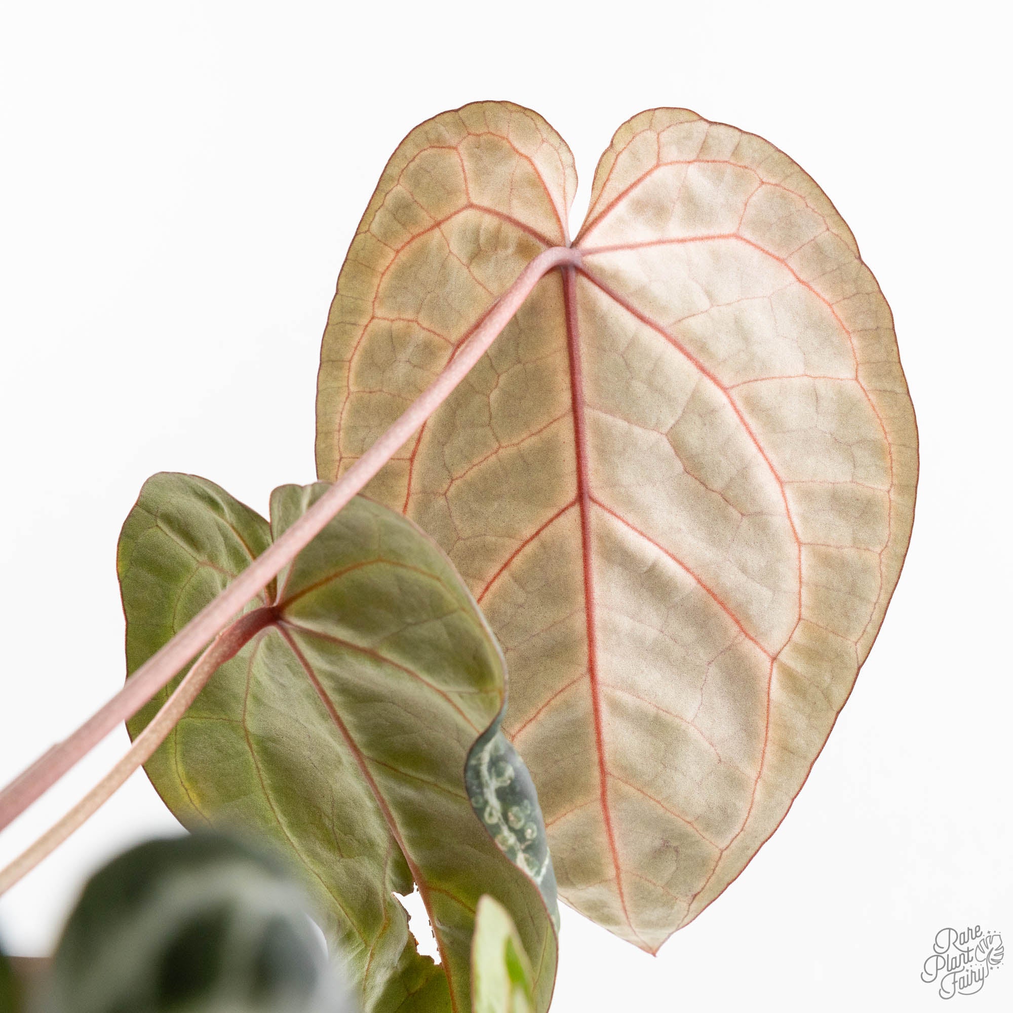 Anthurium Michelle Hot Pink '23' x Zara '14' by DocBlock® (wk14-I
