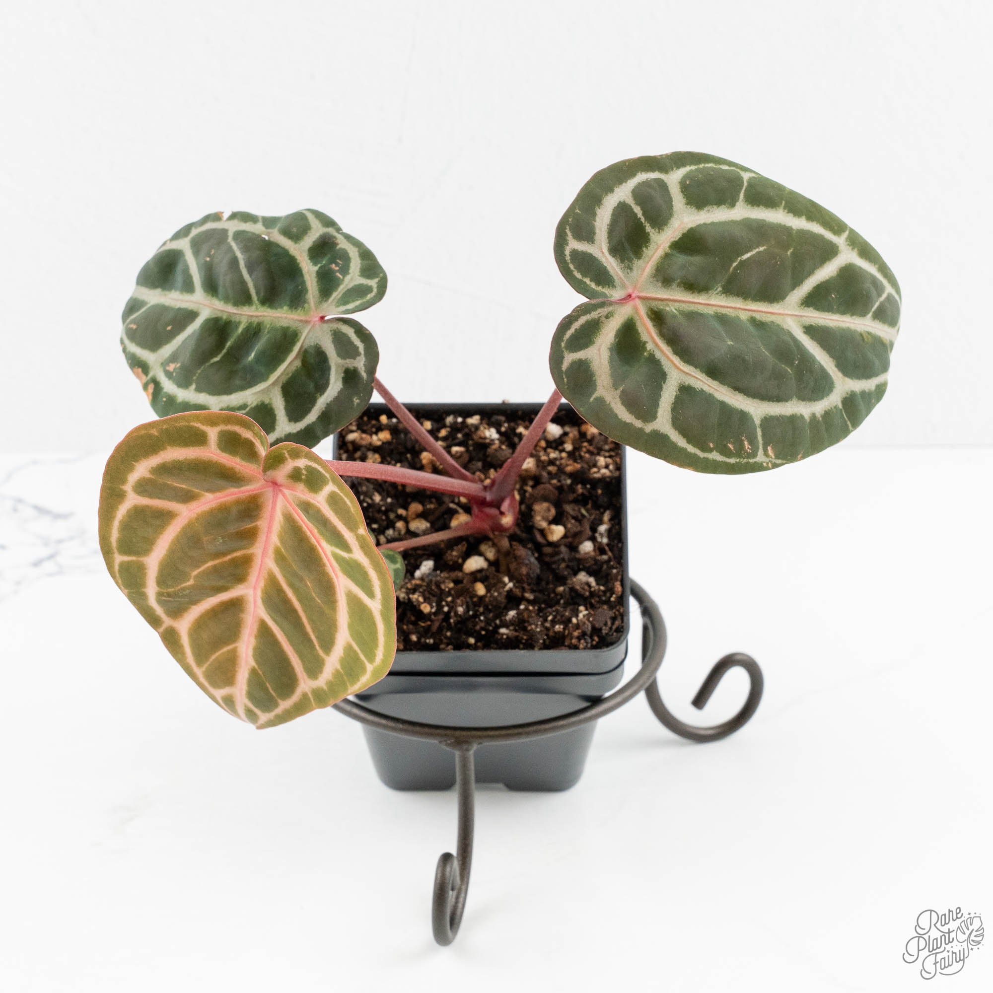 Anthurium Michelle Hot Pink '23' x Zara '14' by DocBlock® (wk14-M