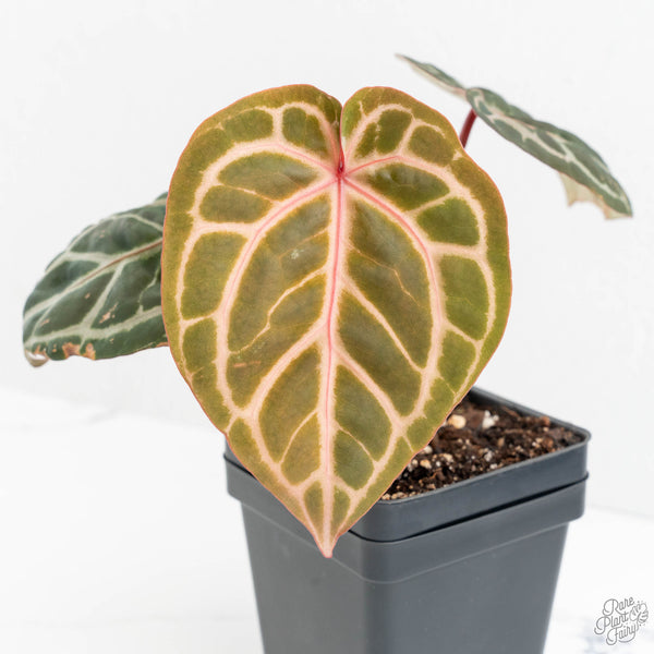 Anthurium Michelle Hot Pink '23' x Zara '14' by DocBlock® (wk14-M